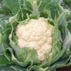 Crantock Standard Cauliflower