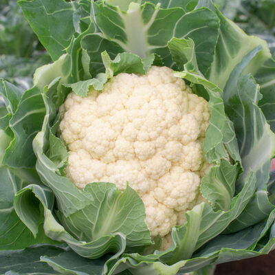 Crantock Standard Cauliflower