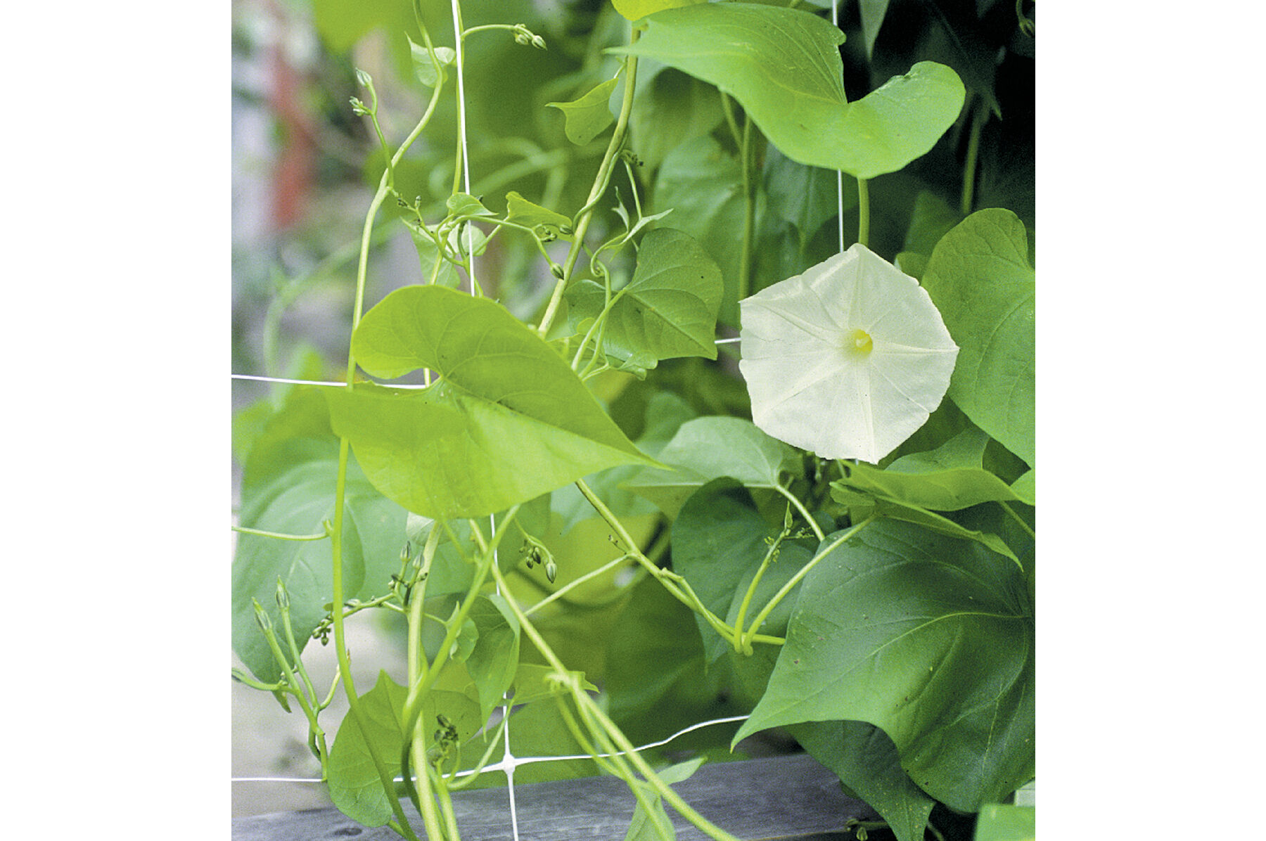 Hortonova FG &ndash; 67" x 3,280' Trellis Netting