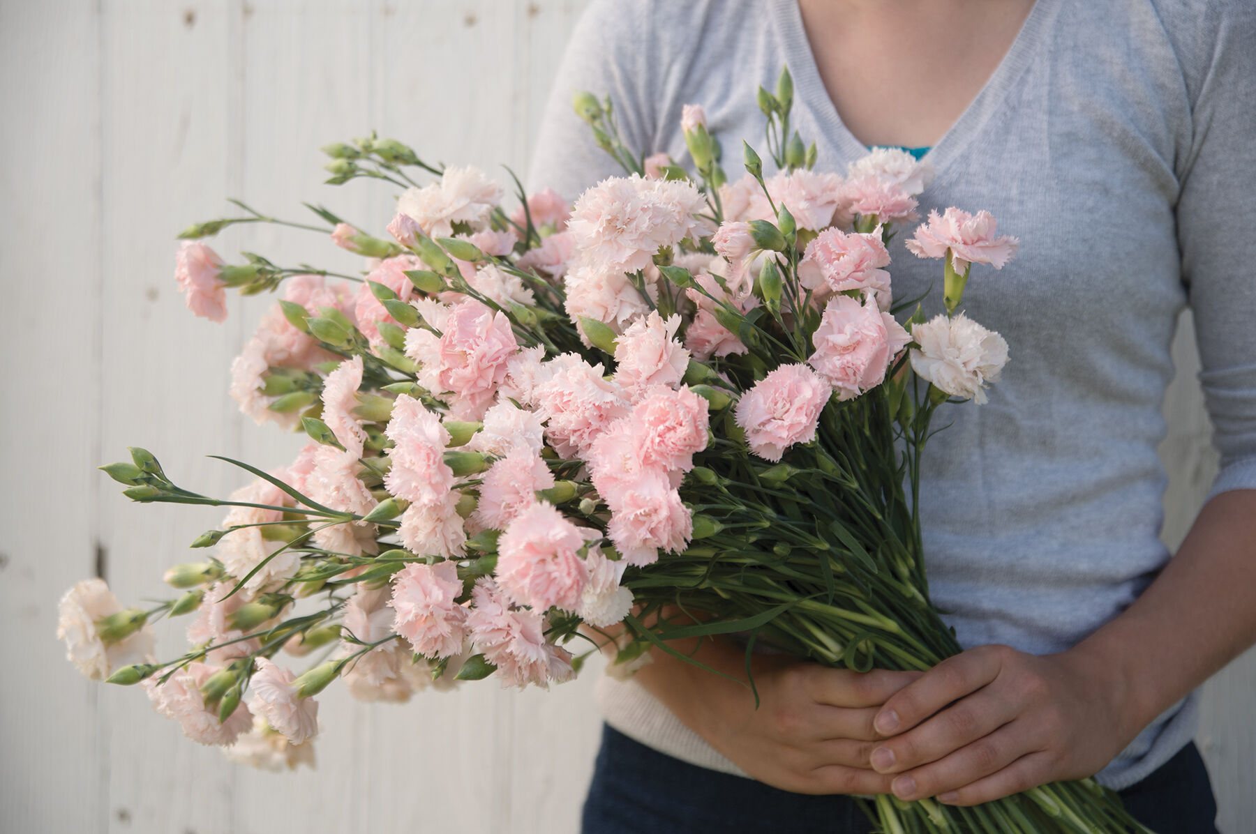 Chabaud La France Dianthus (Sweet William)