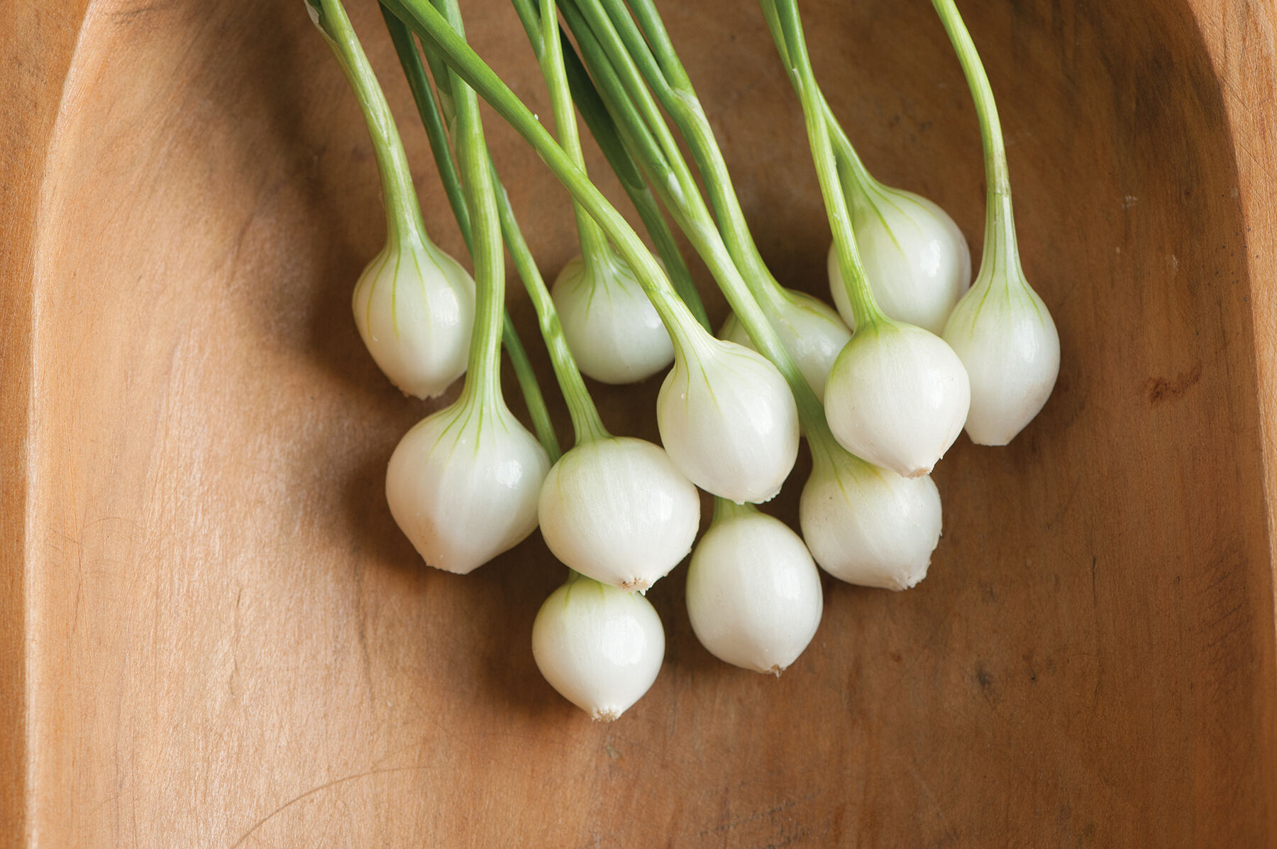 Eclipse Mini Onions