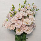 Corelli&trade; II Pink Lisianthus