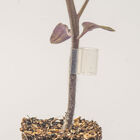 Top-Grafting Clips with Channel &ndash; 2.2 mm Grafting Supplies
