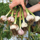 Appalachian Select Garlic