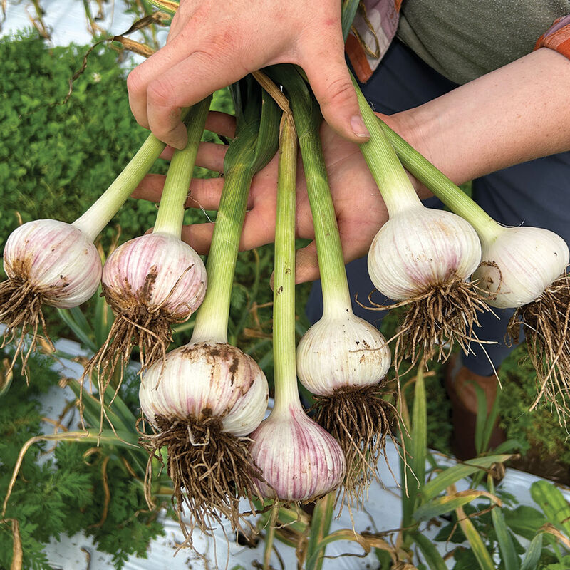 Appalachian Select Garlic