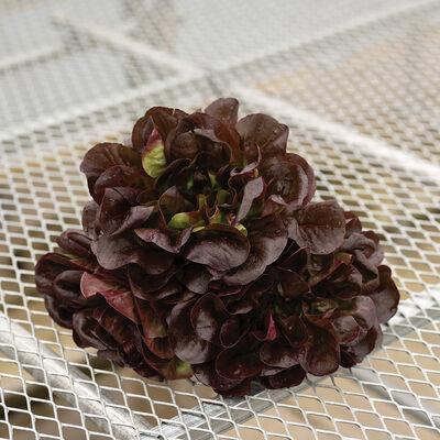 Salanova&reg; Hydroponic Red Butter Salanova&reg; Lettuce