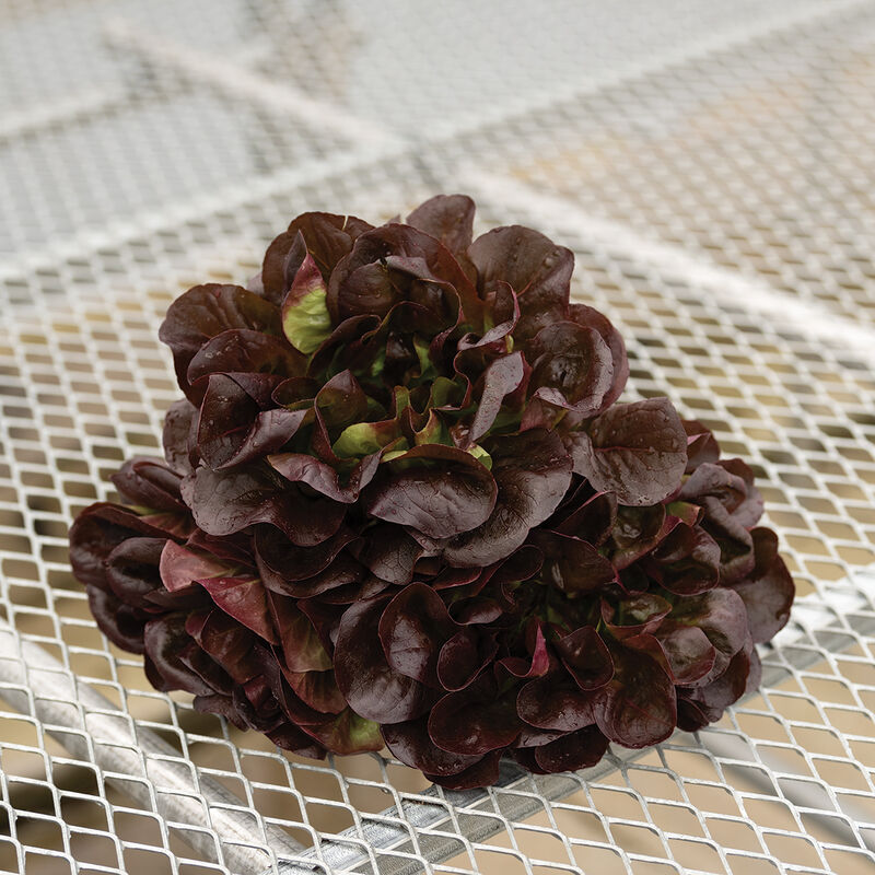Salanova&reg; Hydroponic Red Butter Salanova&reg; Lettuce