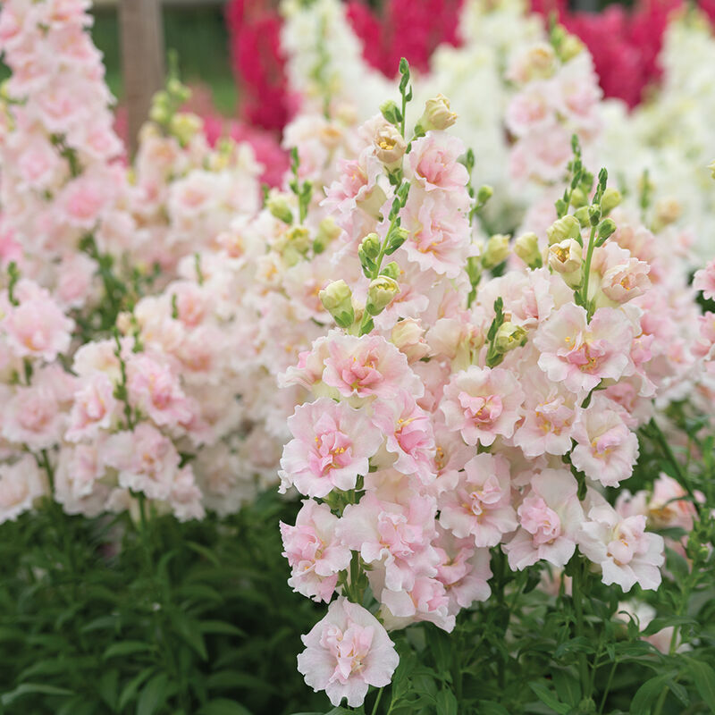 Double Frappe Light Pink 2 Cool Season (Groups 1&ndash;2)