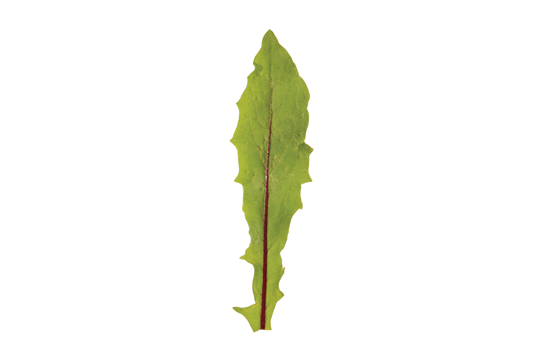 Italiko Red Italian Dandelion
