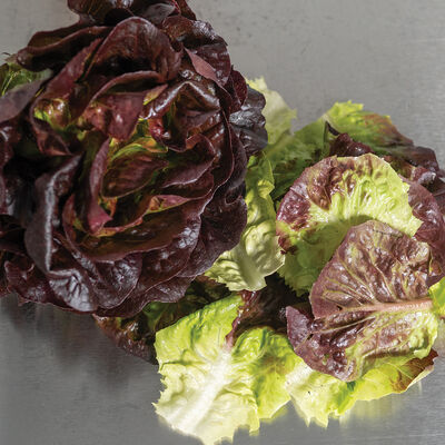 Salanova&reg; Red Gem Salanova&reg; Lettuce