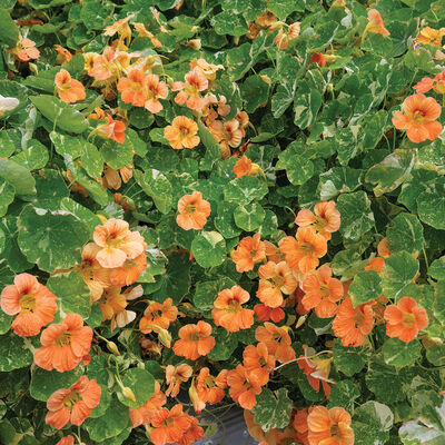 Tip Top Alaska Salmon Nasturtium