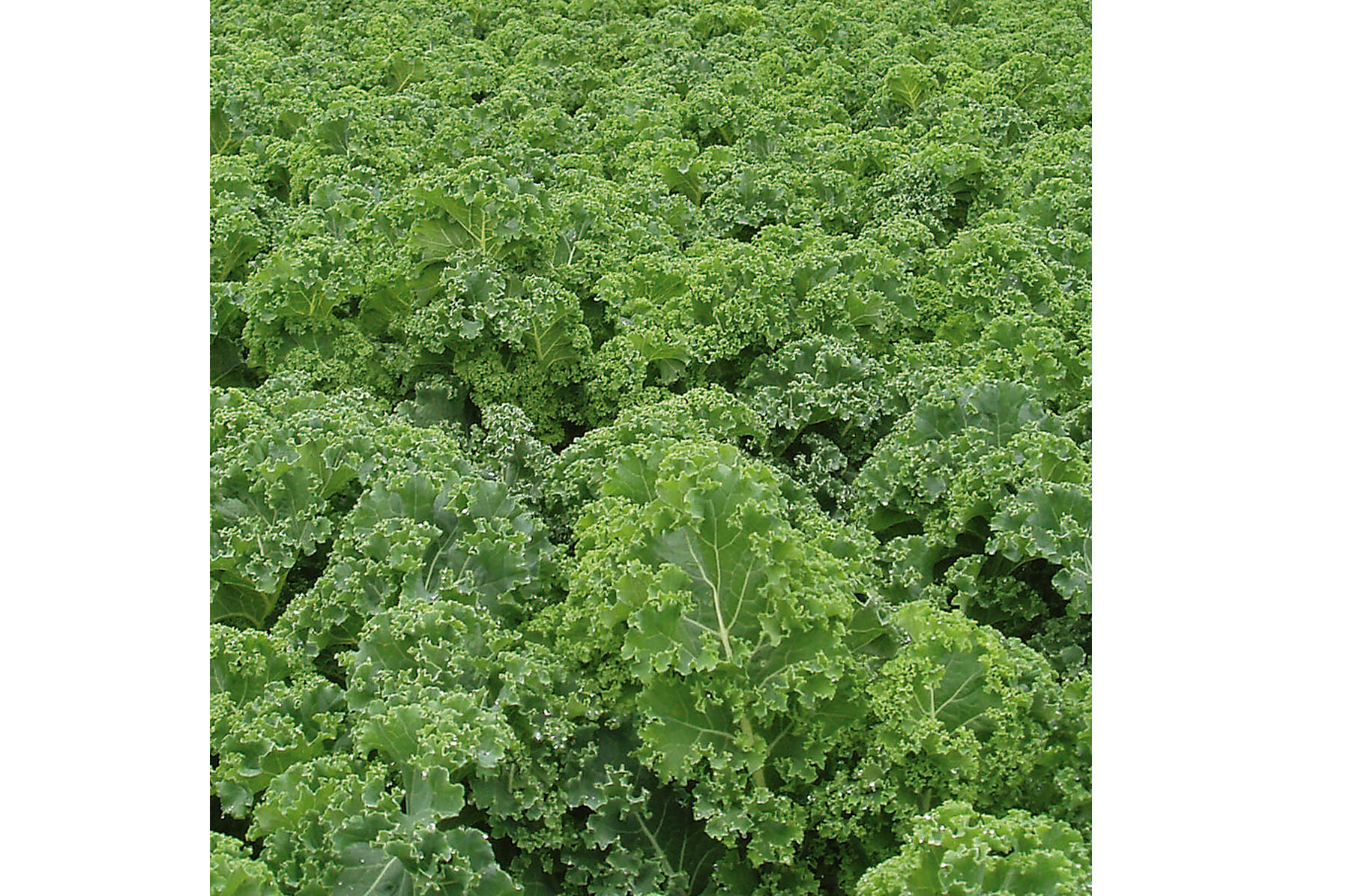 Starbor Kale