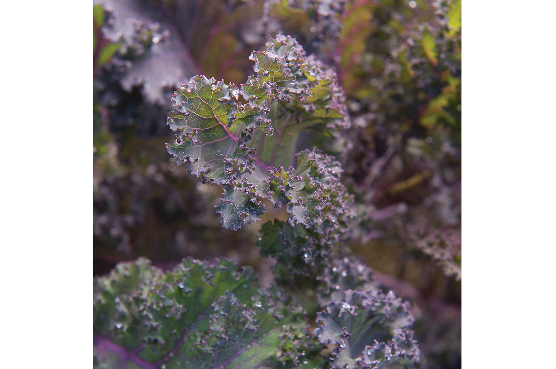Scarlet Kale