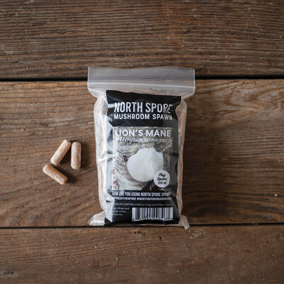 Lion's Mane Plug Spawn &ndash; 100 Count Plug Spawn