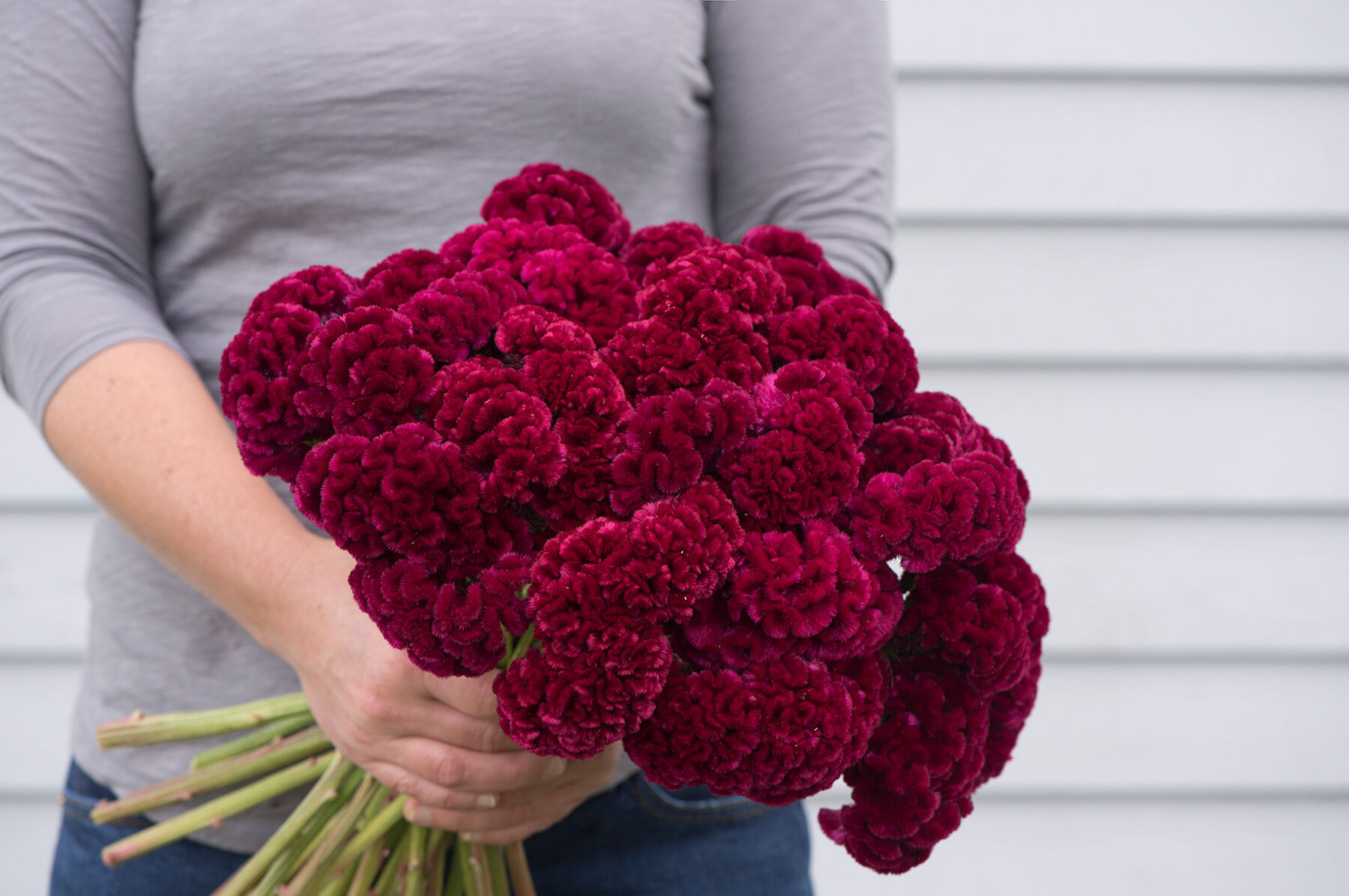 Cramer's Burgundy Cramers Series