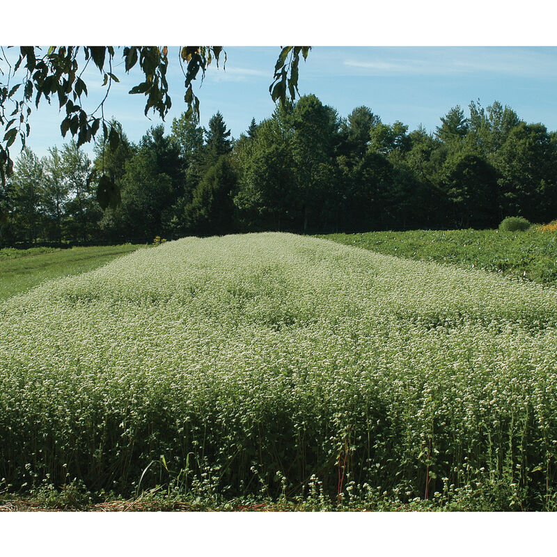 Buckwheat Buckwheat (Cover Crop)