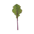 Unicorn Curly Kale