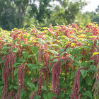 Coral Fountain Amaranthus