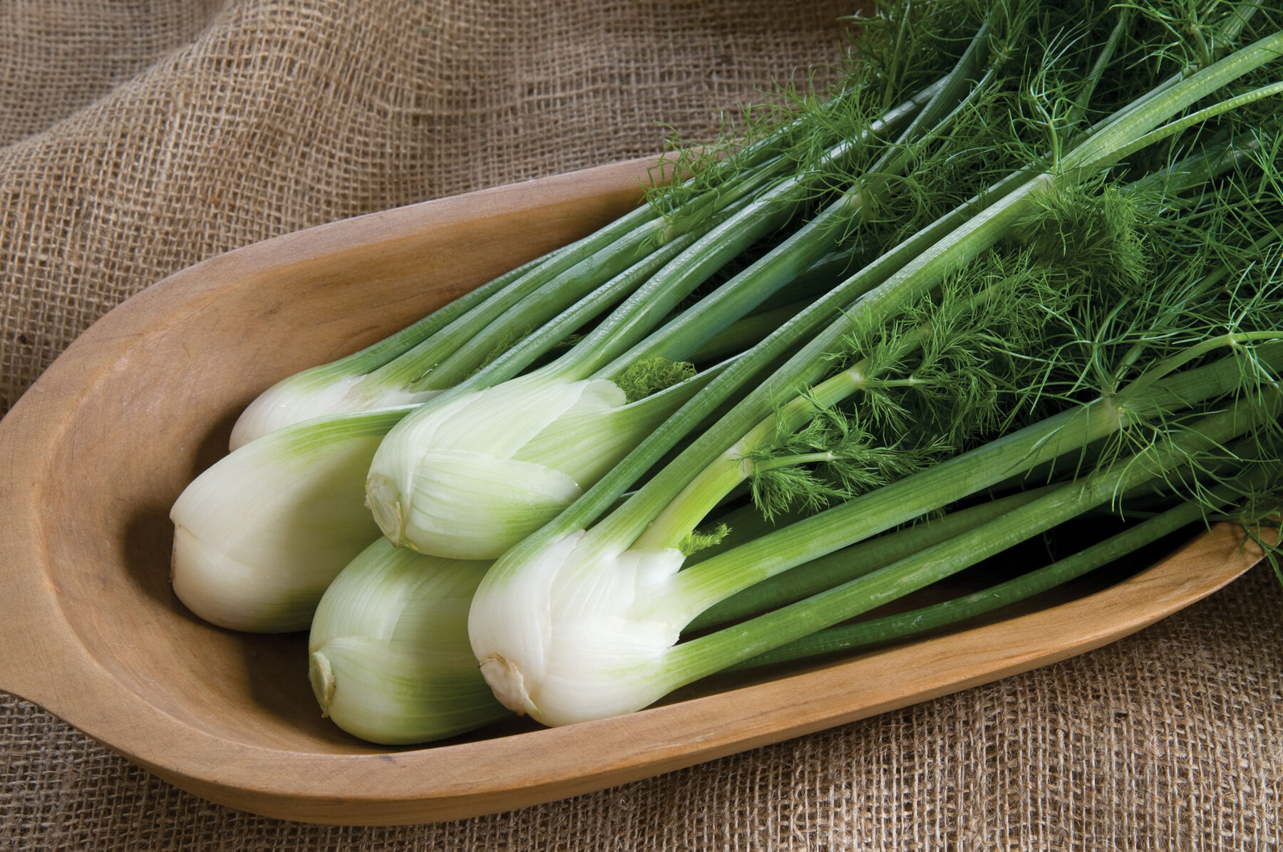 Orion Fennel