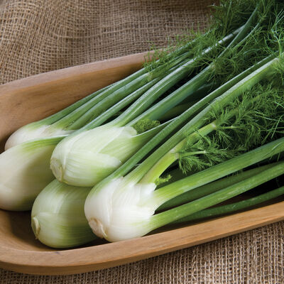 Orion Fennel