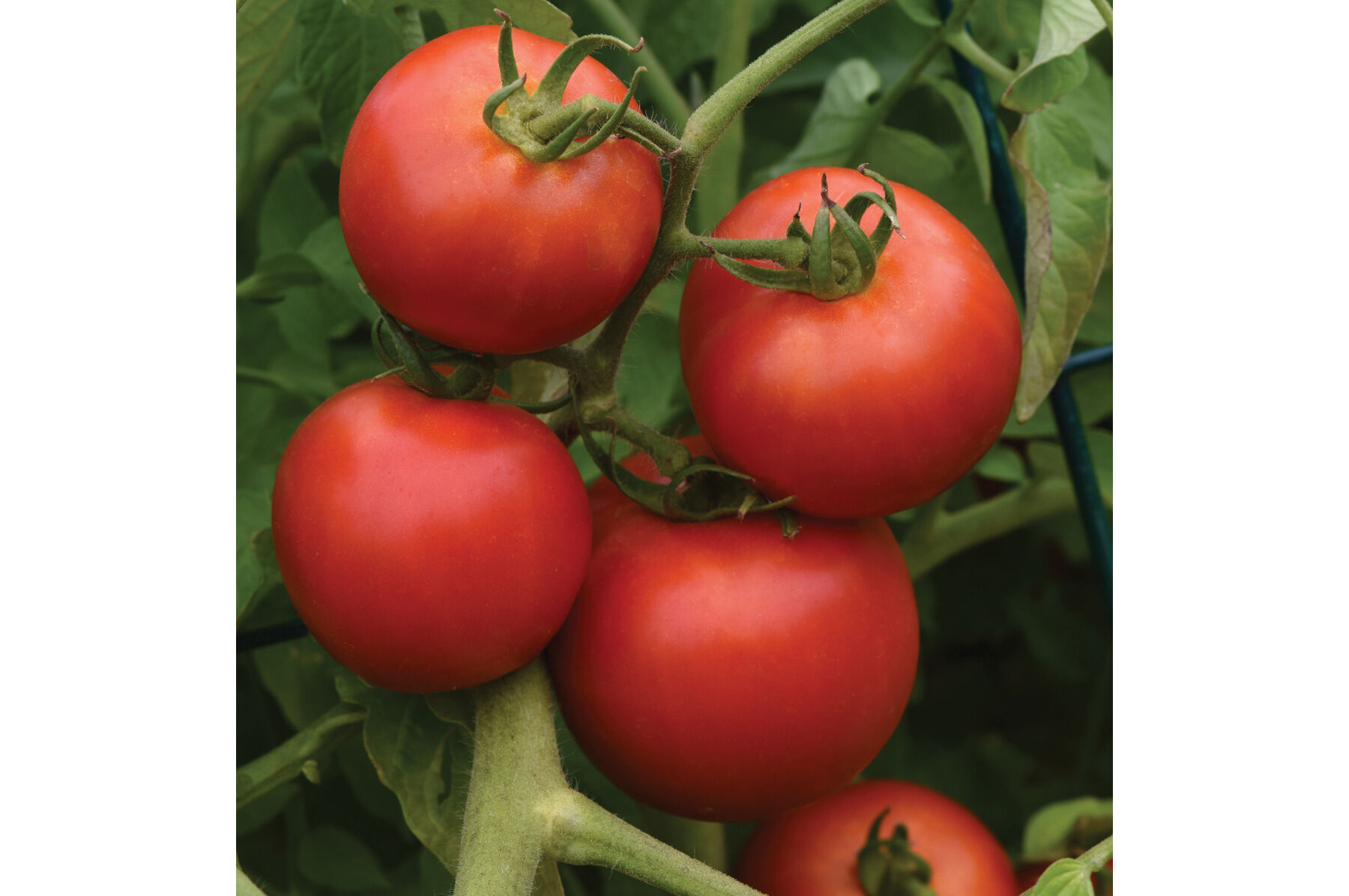 Early Girl Slicing Tomatoes