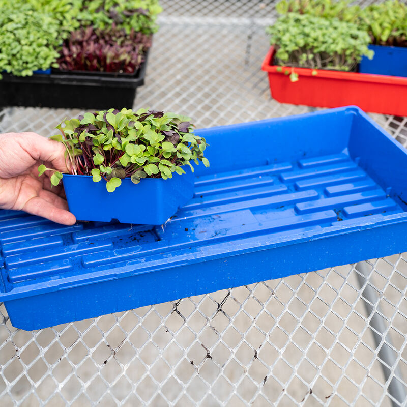 Polypro 5x5 Insert Pots &ndash; Blue, 24 Count Plastic Pots
