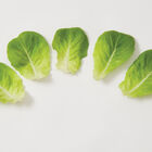 Salanova&reg; Green Butter Salanova&reg; Lettuce