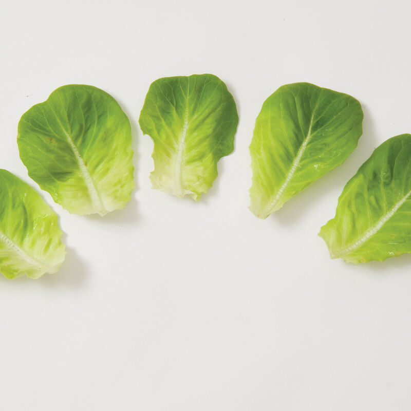 Salanova&reg; Green Butter Salanova&reg; Lettuce