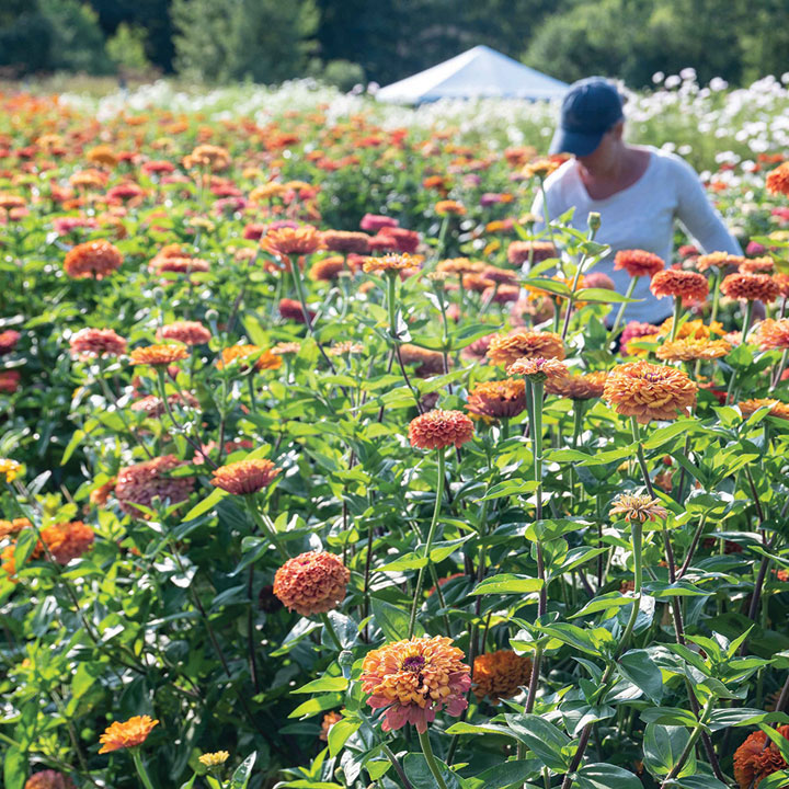 Sale Flowers