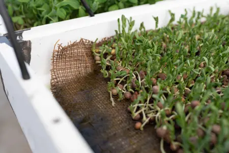 pea shoots growing in a modified NFT system