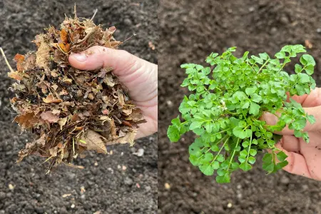 compost thermometer in compost pile