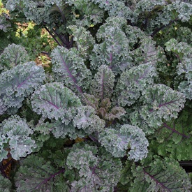 Brassicas