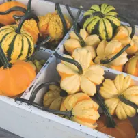 daisy gourd