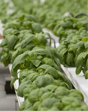 Hydroponic basil at Olivia's Garden