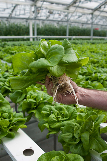 Hydroponic butterhead/Boston lettuce with plug and roots visible