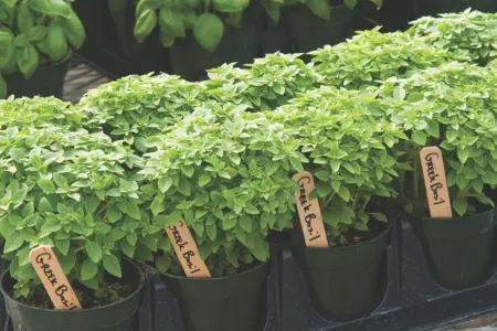 greek basil seedlings