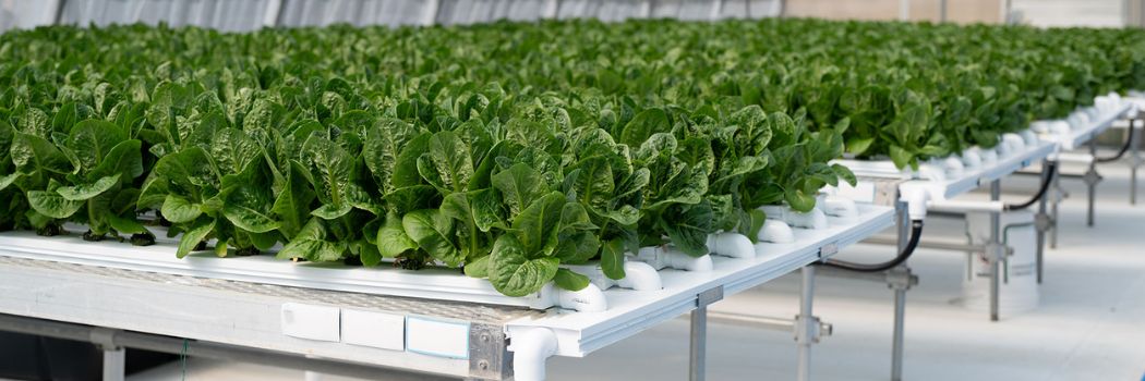 Introduction to Hydroponics