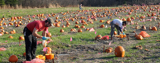 Traditional Plant Breeding at Johnny's Selected Seeds Traditional Plant Breeding at Johnny's Selected Seeds