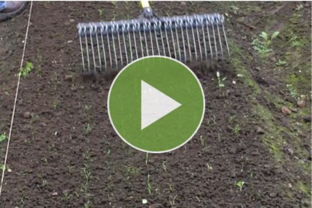 Watch the rake target weeds at the thread stage