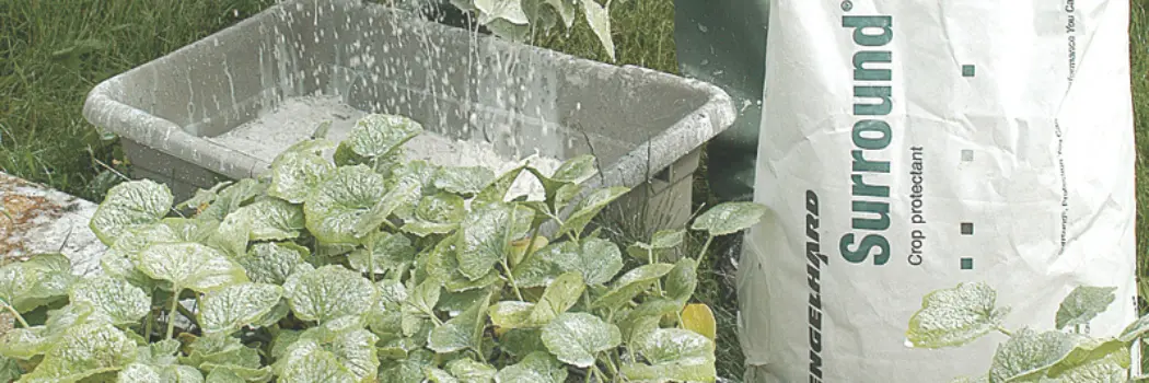applying an insect barrier called Surround to seedlings