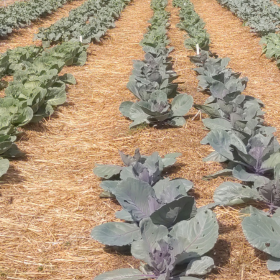 no till garden plot