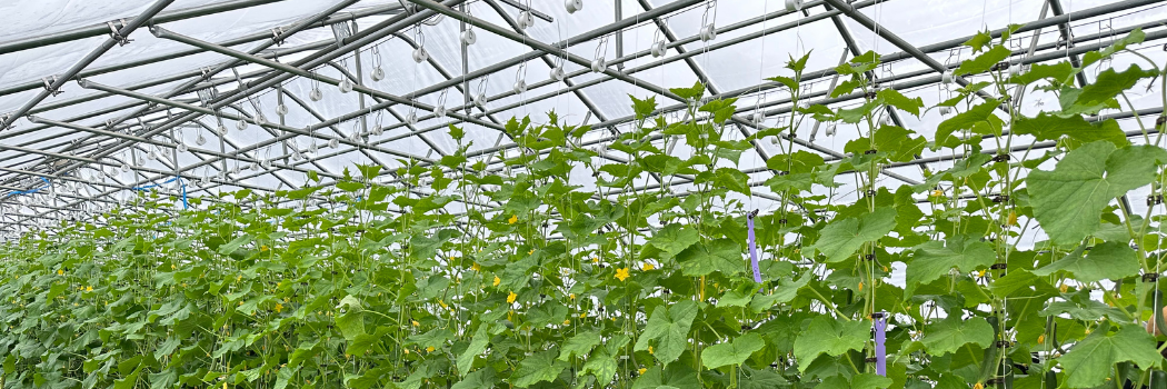 cucumbers in the greenhouse