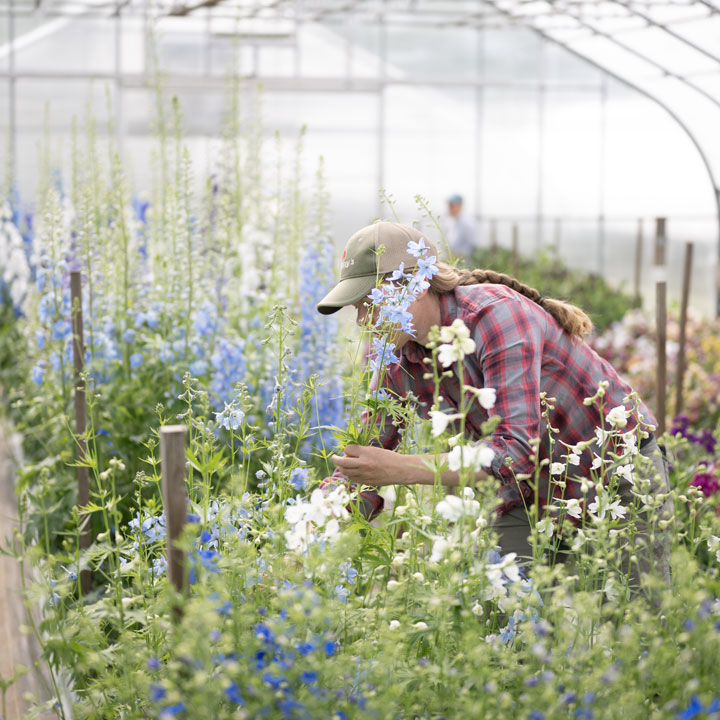 Guide to Overwintering Flowers