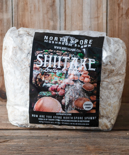 Shiitake mushroom sawdust spawn.