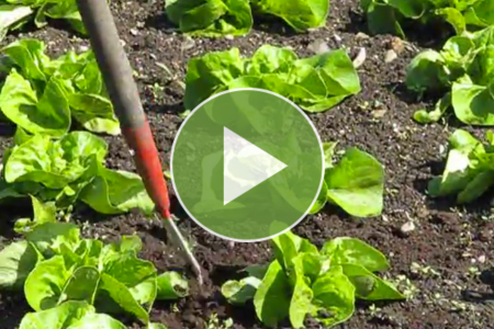 watch a collinear hoe demo