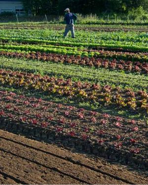 Field of succession-planted head lettuce