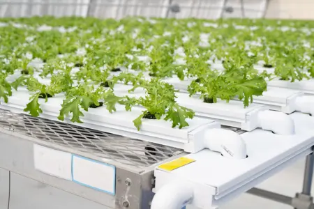 Many lettuce varieties perform admirably in NFT hydroponic systems