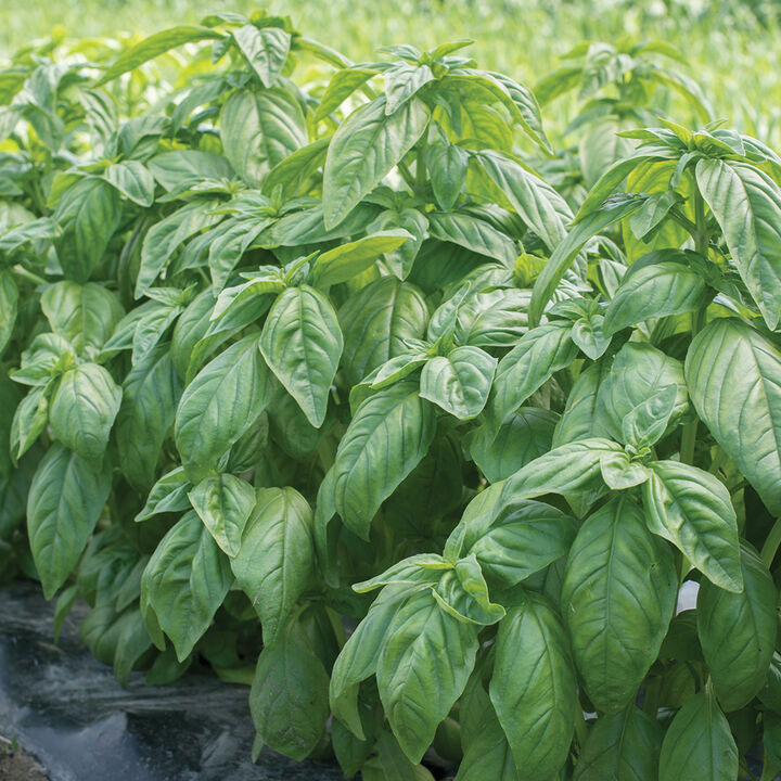 Sale Herbs