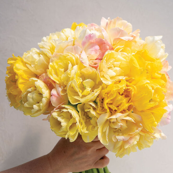 Fragrant Tulip Set
