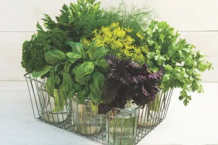 fresh cut herbs in ball jars